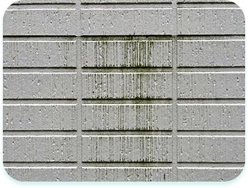 カビや藻、苔の発生